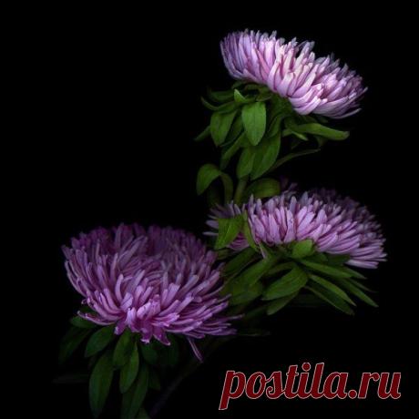 Чарующие цветы от фотографа Магды Индиго