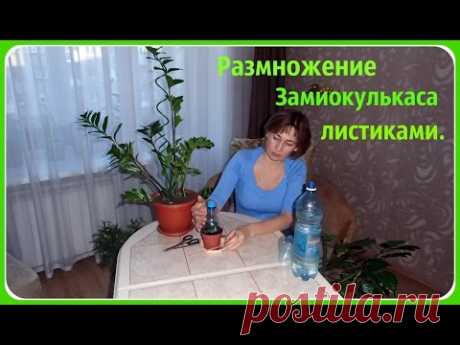Размножение замиокулькаса листиками. Как размножить долларовое дерево.