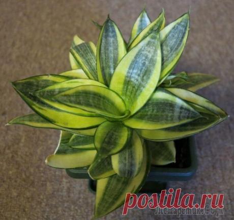Видовое и сортовое разнообразие сансевиерии