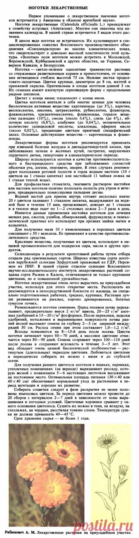 Календула (ноготки лекарственные)