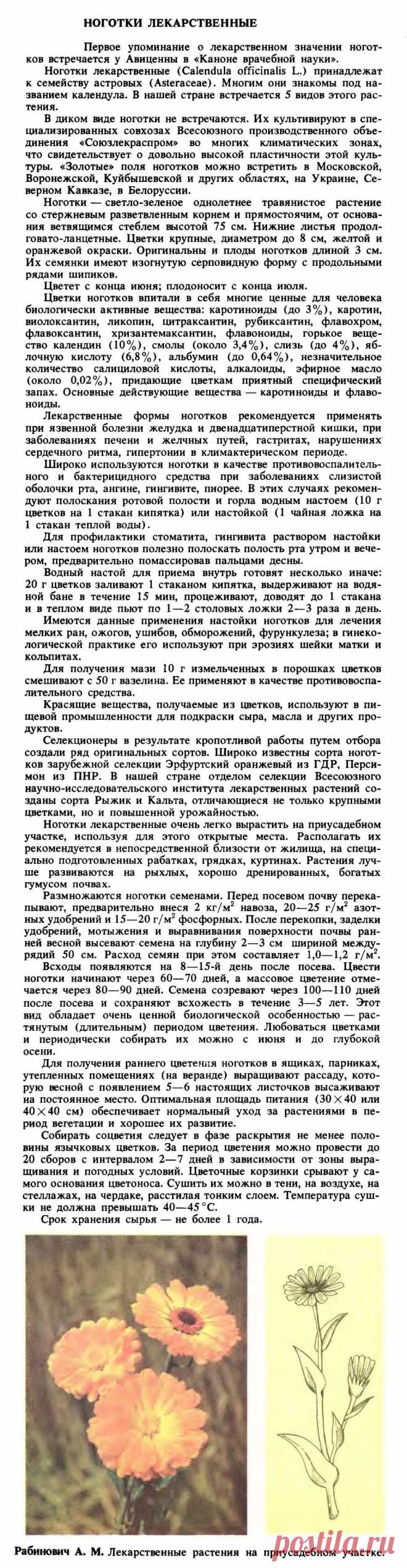 Календула (ноготки лекарственные)