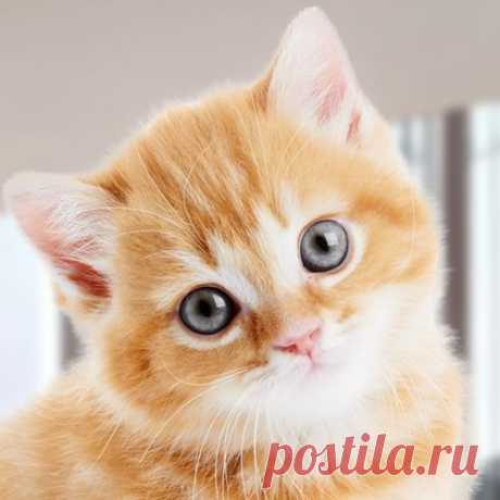 Какой вы кот?