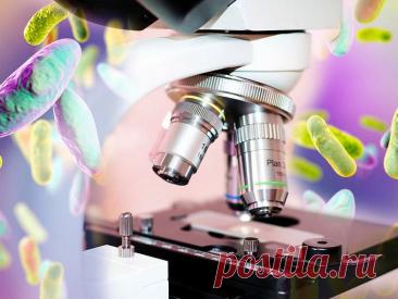 Морфология бактерий: что можно увидеть в световой микроскоп? Формы, размеры и структуры