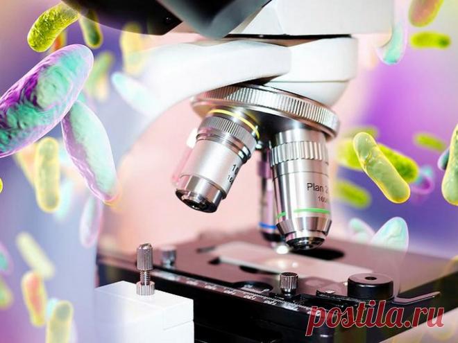 Морфология бактерий: что можно увидеть в световой микроскоп? Формы, размеры и структуры