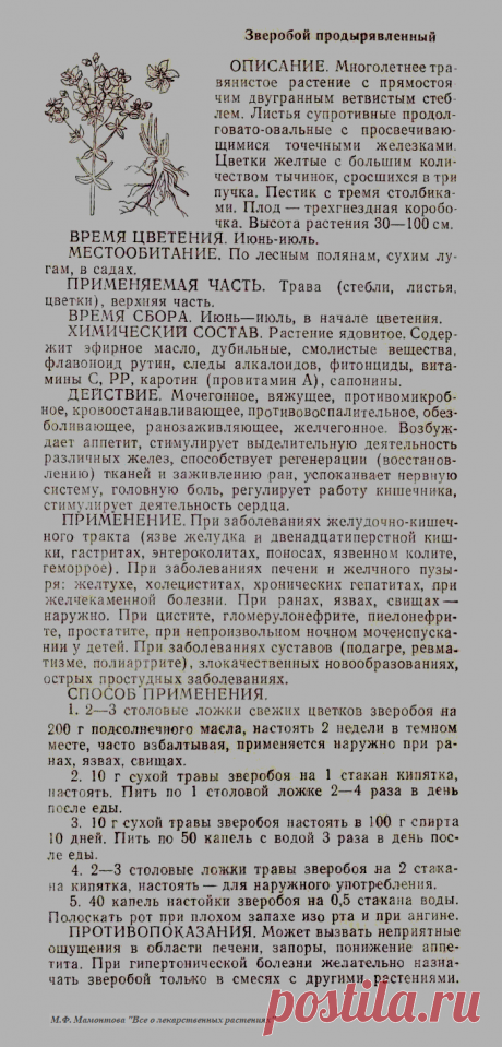 Зверобой продырявленный