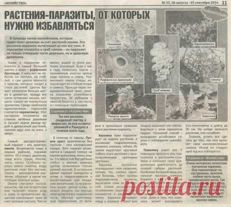 Растения-паразиты от которых нужно избавляться