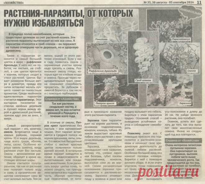 Растения-паразиты от которых нужно избавляться