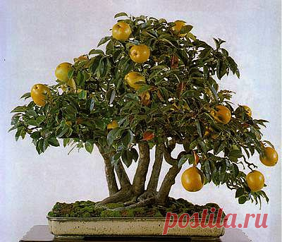 Апельсин
Orange Bonsai Tree | Bonsai Tree's