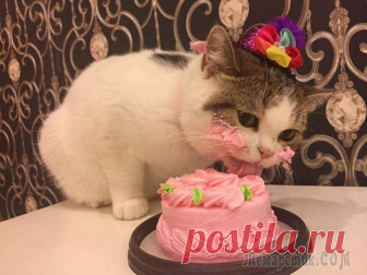 «Ни стыда, ни совести!» 30 фото самых обнаглевших морд Иногда кажется, что животные могут быть не менее наглыми, чем люди, и что у них совсем нет совести. 
Эти 30 фото — лучшее тому подтверждение! 
Воришки, шкодники, и просто наглецы во всей свой красе, к...