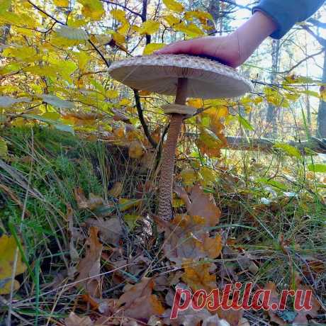 Это не поганка! | Группа изданий &quot;Красные Зори&quot; | Яндекс Дзен