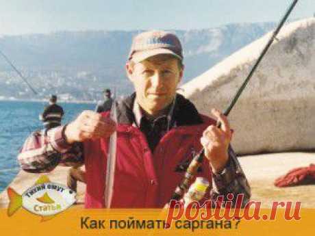 Как поймать саргана?