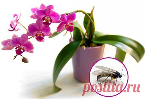 Мошки в орхидеях - как избавиться и провести профилактику