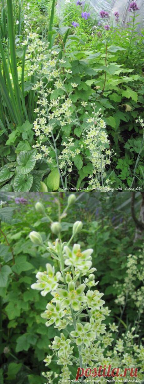 РЕДКИЙ МНОГОЛЕТНИК ДЛЯ ЭСТЕТОВ. АНТИКЛЕЯ | Самоцветик