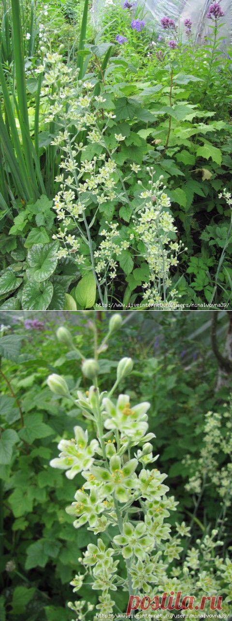 РЕДКИЙ МНОГОЛЕТНИК ДЛЯ ЭСТЕТОВ. АНТИКЛЕЯ | Самоцветик