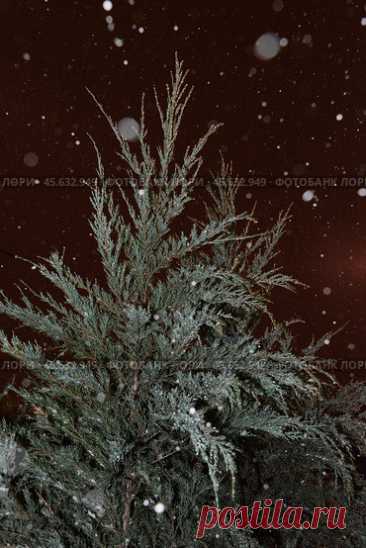 Close-up of icy evergreen plant at winter night during snowfall. Стоковое фото, фотограф Ilaronsia / Фотобанк Лори