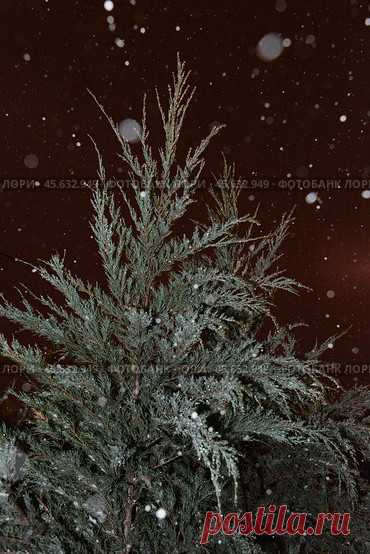 Close-up of icy evergreen plant at winter night during snowfall. Стоковое фото, фотограф Ilaronsia / Фотобанк Лори