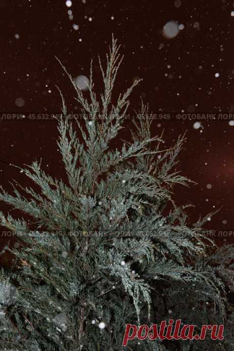 Close-up of icy evergreen plant at winter night during snowfall. Стоковое фото, фотограф Ilaronsia / Фотобанк Лори