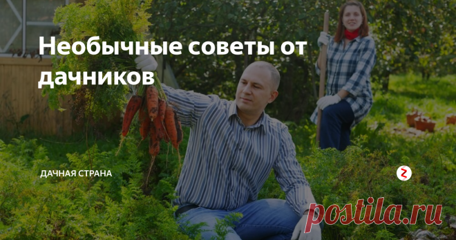Необычные советы от дачников