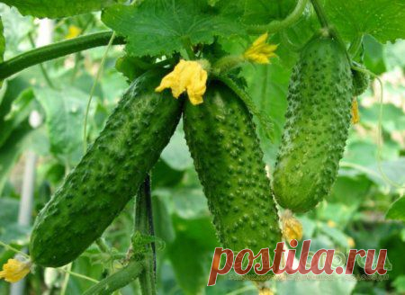 Огурцы в открытом грунте. Выращивание и уход