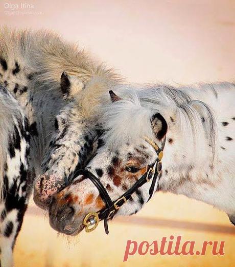 Как же я тебя люблю...