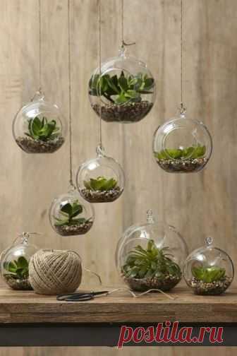 sukkulenten zimmerpflanzen glas terrarium deko #bedroomDecor