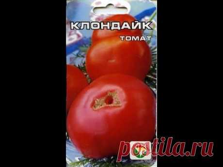Томат Клондайк: описание и характеристики сорта с фото