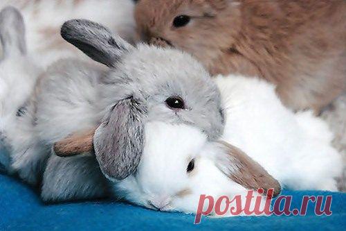 Очаровательные «подушки» / Питомцы