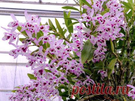 Дендробиум Нобиле: особенности ухода, правила посадки, способы размножения в домашних условиях, устранение ошибок, борьба с болезнями и вредителями.