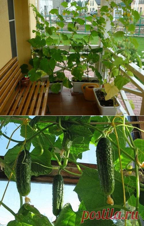 Заводим огуречный рай на подоконнике