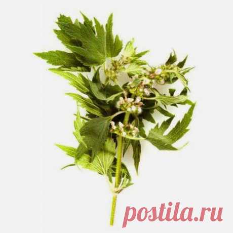 Заболели почки | Друг пенсионера