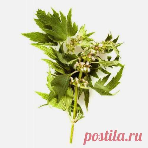 Заболели почки | Друг пенсионера