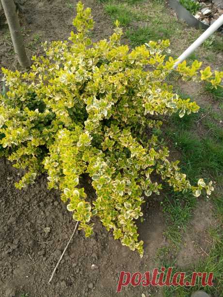 Бересклет Форчуна «Эмеральд н Голд», «Изумруд и золото» (Euonymus fortunei «Emerald`n Gold»)