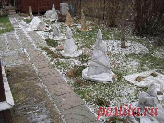 Как нужно правильно укрыть кустарники на зиму, чтобы они не пострадали — Дачный участок