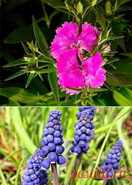 Гвоздика травянка – сажаем почвопокровные — FloweryVale.ru