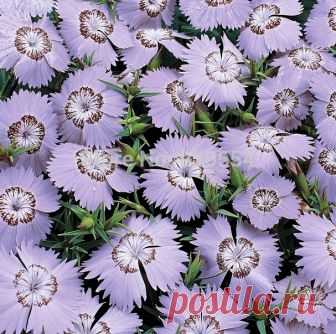 Three varieties,Beautiful flower 10pcs/lot Dianthus seed Pinks flower bonsai pla Item specifics

AMARANTINE Packaging: Professional packaging Cultivation Style: Soil cultivation Cultivation Type: Common

Product Description

Packaging Details

Unit Type: lot (10 pieces/lot) Package Weight: 0.01kg (0.02lb.) Package Size: 15c...