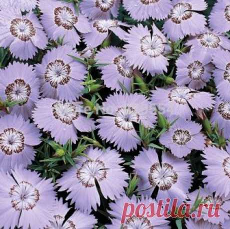 Three varieties,Beautiful flower 10pcs/lot Dianthus seed Pinks flower bonsai pla Item specifics

AMARANTINE Packaging: Professional packaging Cultivation Style: Soil cultivation Cultivation Type: Common

Product Description

Packaging Details

Unit Type: lot (10 pieces/lot) Package Weight: 0.01kg (0.02lb.) Package Size: 15c...