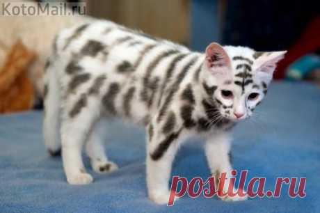 Такой вот не обычный окрас | KotoMail.ru