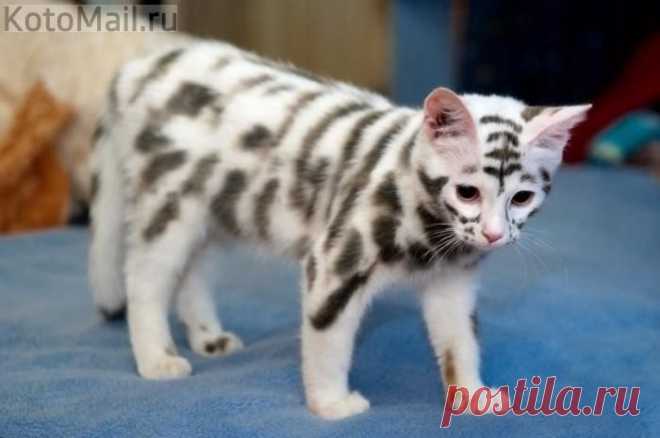 Такой вот не обычный окрас | KotoMail.ru