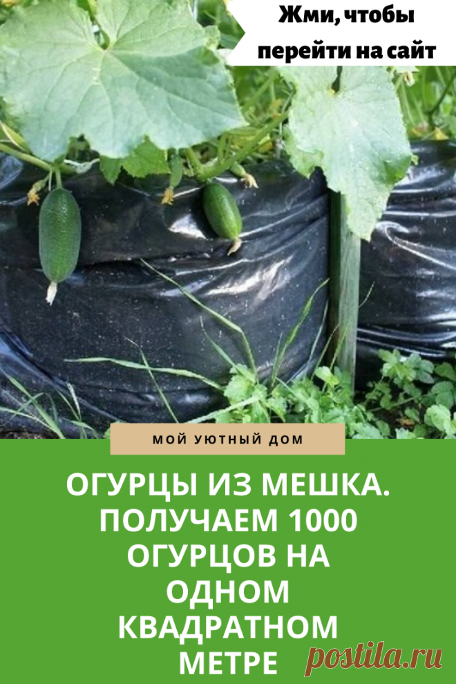 Получаем огромный урожай огурцов выращивая их в мешке