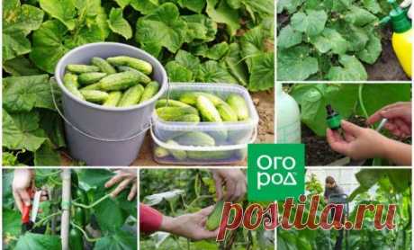 Как ухаживать за огурцами в июле и августе, чтобы они плодоносили до заморозков — Домашние