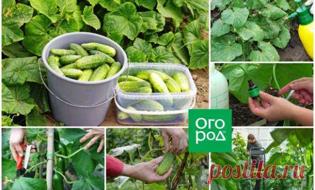 Как ухаживать за огурцами в июле и августе, чтобы они плодоносили до заморозков — Домашние