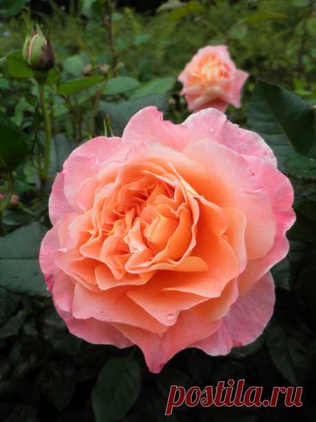 Rosa `Augusta Luise` | Flickr - Photo Sharing!