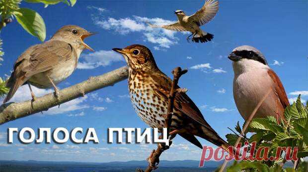 Голоса певчих птиц (Птицы России)Своеобразный мини-справочник голосов птиц.Формат видео не традиционный для @YouTube . Все тридцать птиц показаны в гнездах с закадровым пением.В видео звучит голос соловья, варакушки, дроздов, пеночек, славок, иволги, пересмешки, трясогузок, сойки, жулана, зяблика,