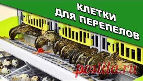 Клетка для содержания перепелов - что нужно знать каждому!