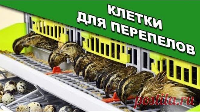Клетка для содержания перепелов - что нужно знать каждому!