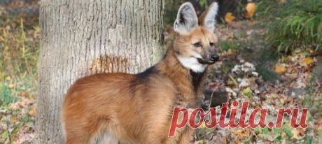 Гривистый волк внешне очень напоминает лисицу на длинных ногах. Но это не главная его особенность: этот зверь легко откажется от мяса в пользу бананов и томатов.