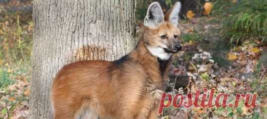 Гривистый волк внешне очень напоминает лисицу на длинных ногах. Но это не главная его особенность: этот зверь легко откажется от мяса в пользу бананов и томатов.