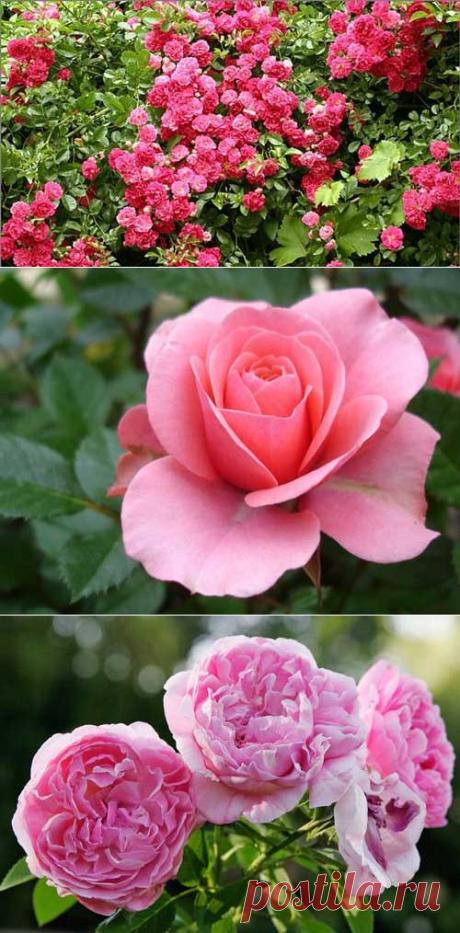 Как вырастить розу из черенков — 6 соток