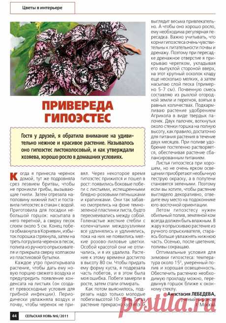 Гипоэстес