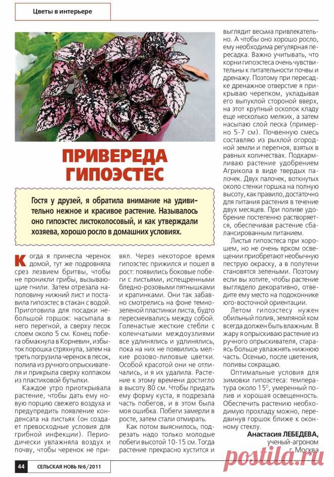 Гипоэстес